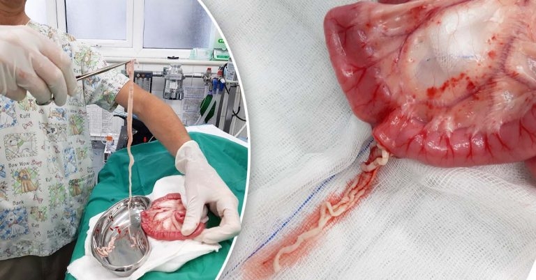 Tapeworm obstruction in a domestic shorthair
