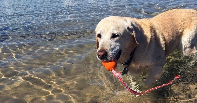Dietary management of senior pets part 2 – updates and owner advice