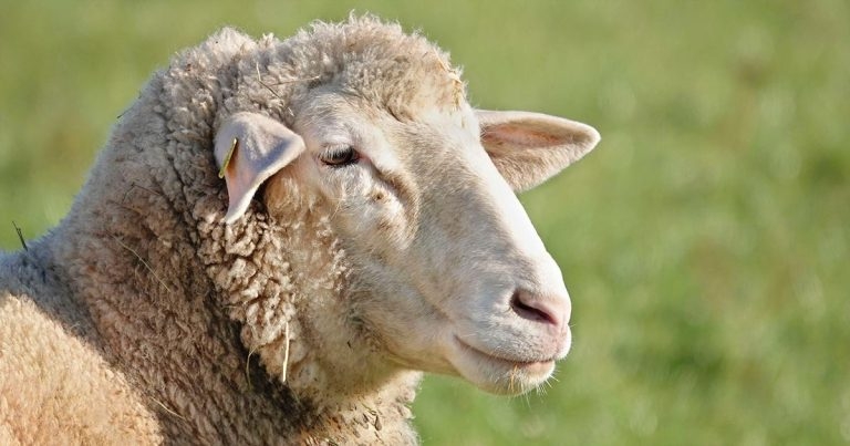 Interesting farm animal cases from the laboratory: February 2020