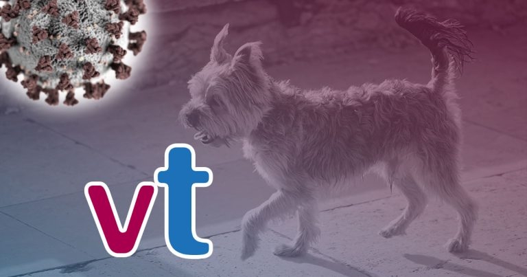 Study claims stray dogs sparked pandemic