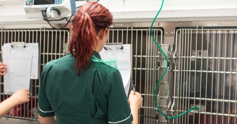Referral nursing pilot programme to launch
