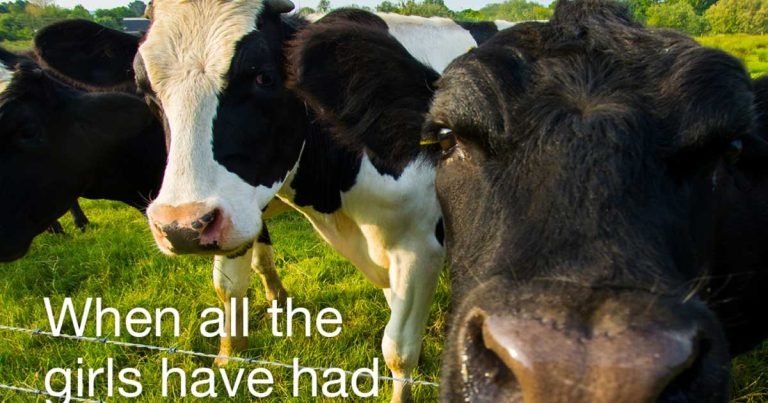 Ceva launches cattle pain campaign