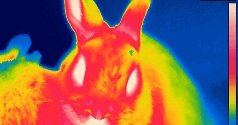 Study offers rabbit insight