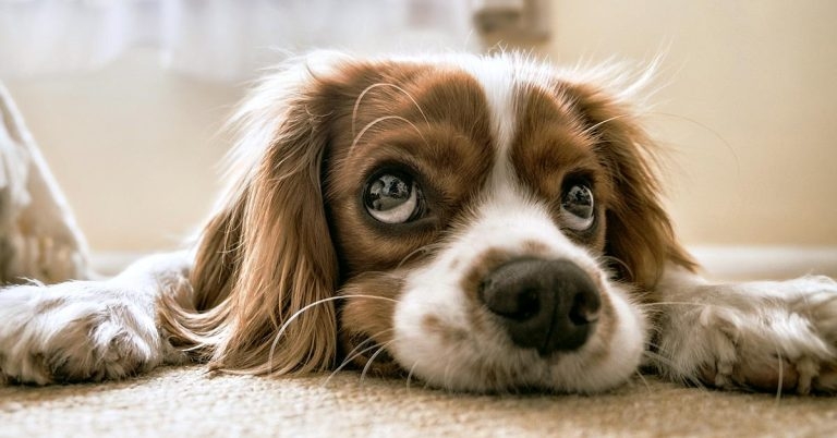 Concern lockdown will lead to rise in dog behavioural issues