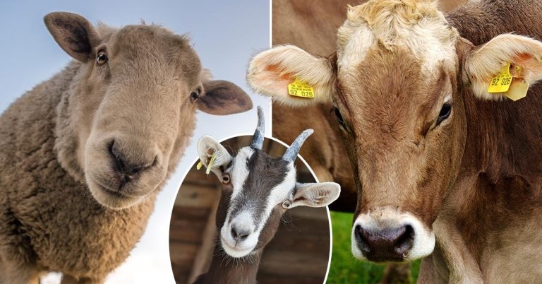 Farm vets call on House of Lords help on bill