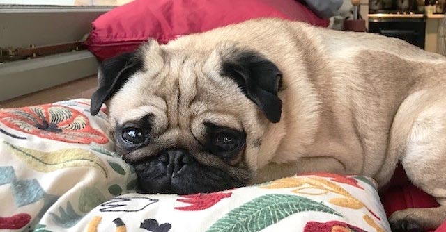 Brachycephalic surgery is spinal success