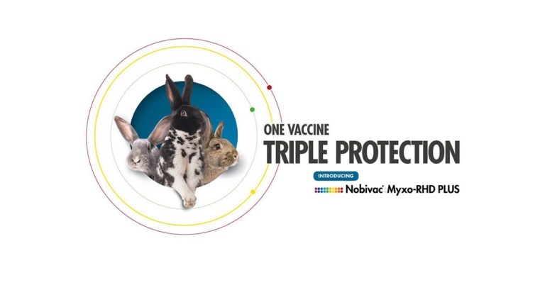 First single shot vaccine launches for three main rabbit diseases