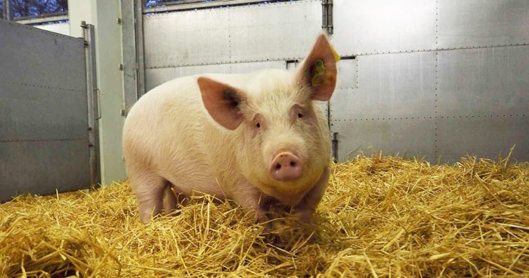 Pirbright makes swine fever vaccine breakthrough
