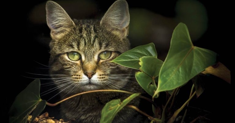 Cat pictures wanted as competition opens for entries