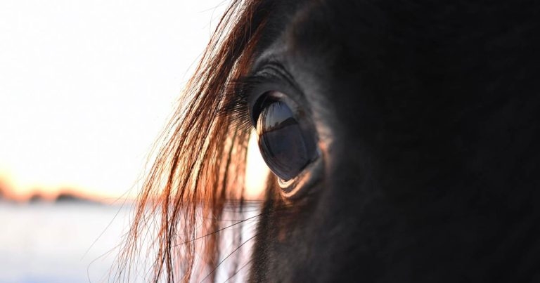 Equine corneal cytology