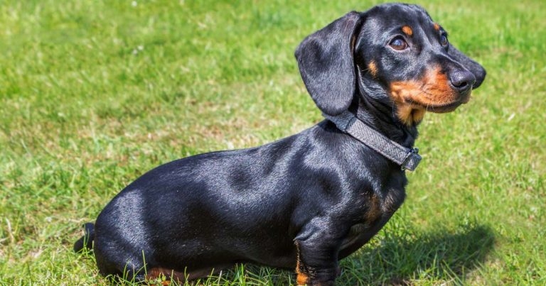 Study confirms smaller dogs at higher risk of dental problems