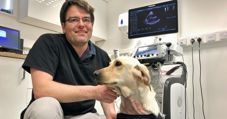 Lab Leo has life-saving lockdown heart surgery