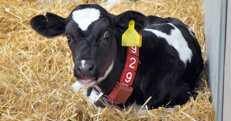New milk formula for stressed calves
