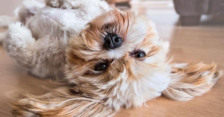 PFMA survey confirms stable pet-owning population