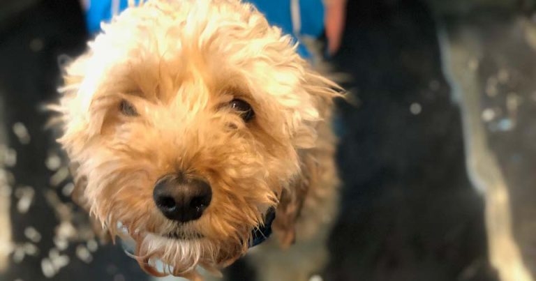 Team cock-a-hoop after lockdown cockapoo TPLO