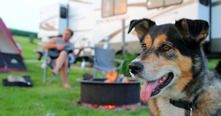 Call for clarity on post-Brexit pet travel