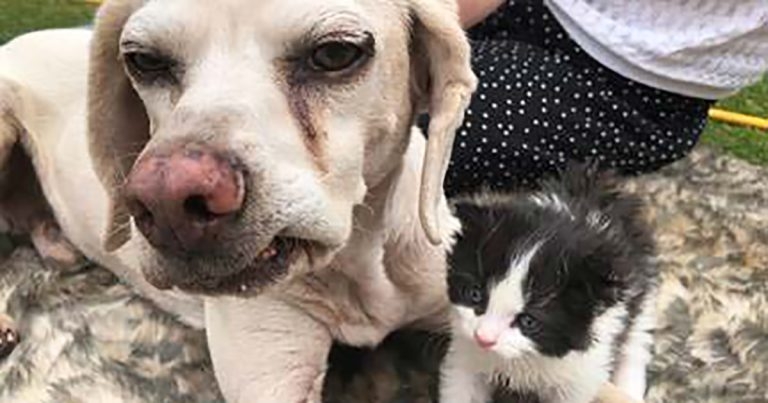 Duke is top foster father for baby Boris