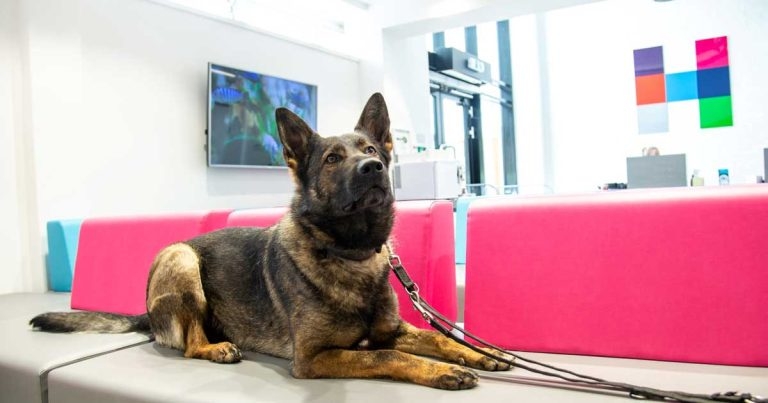 Vet practice launches anniversary art competition