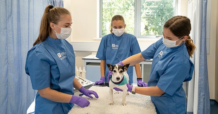 Nottingham vet students back on campus