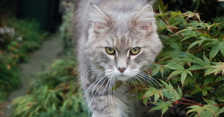 Risk of ticks to cats