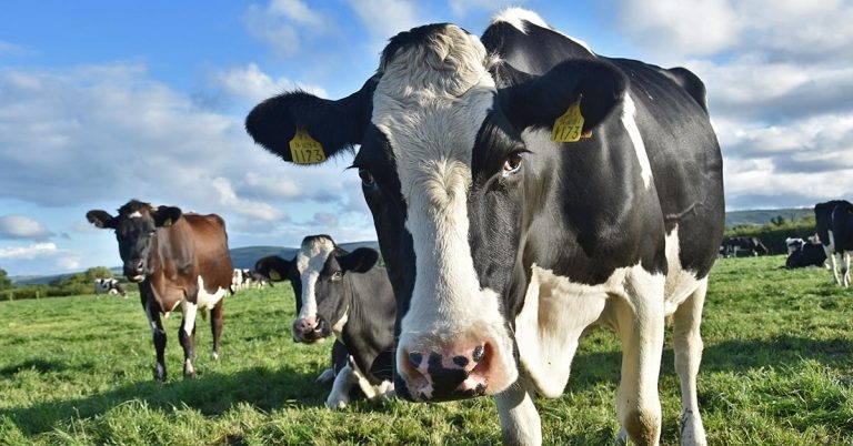 BVA welcomes Lords farm bill vote