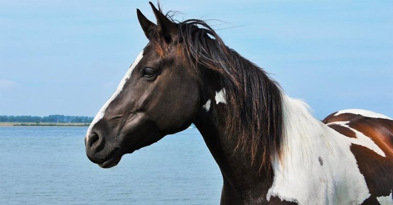 BattLab joins horse surveillance scheme
