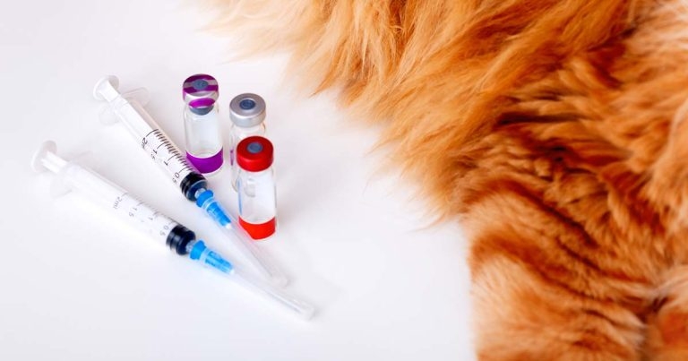 Diabetes mellitus: diagnosis and treatment