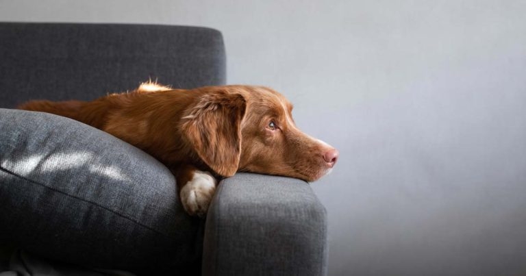 Dogs Trust concern at lockdown-sparked dog behaviour issues