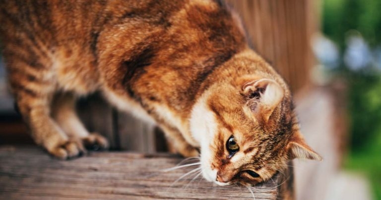 Cats Protection launches online behaviour conference