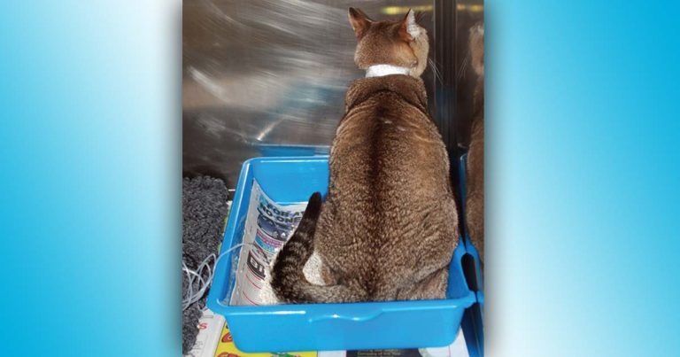 Study paves way for predicting feline urethral re-obstruction