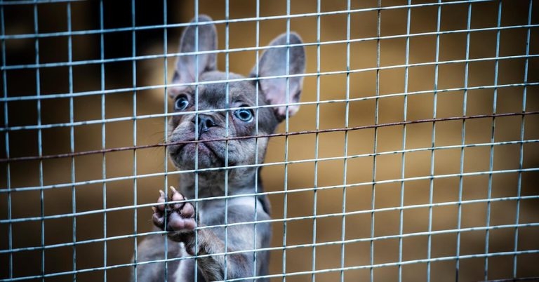 Huge price hikes for popular breeds during lockdown