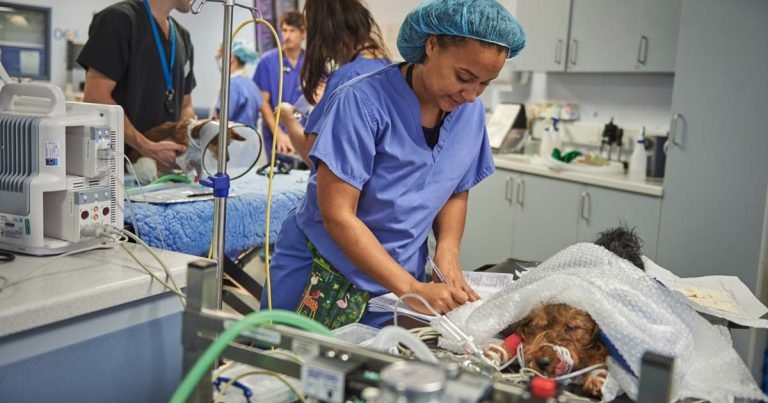 Willows to offer world-first VN training programme