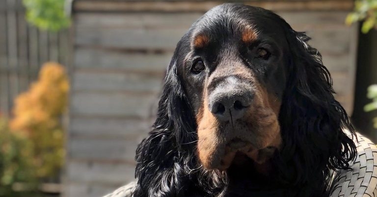 UK first as vets use high-tech method to treat dog’s tumour