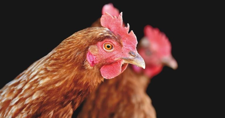 Study highlights bird flu migration risk