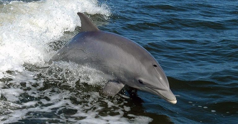 Vets lead research into cause of dolphin deaths