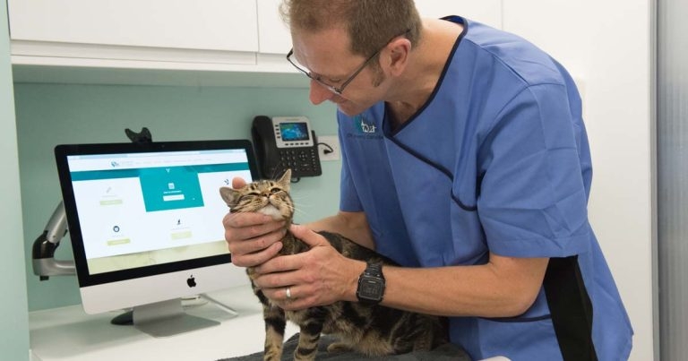 Cat clinic launches dedicated ophthalmology service