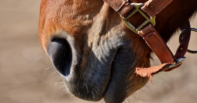 Equine asthma: new term, old problem