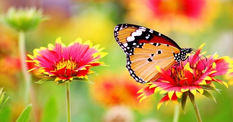 VMD defends parasiticide work amid butterfly crisis