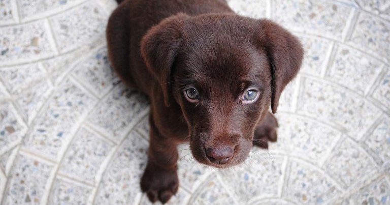 Study: quarter of all puppies sold underage