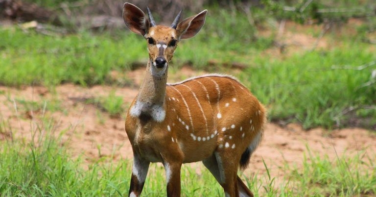 Study examines civil war impact on wildlife