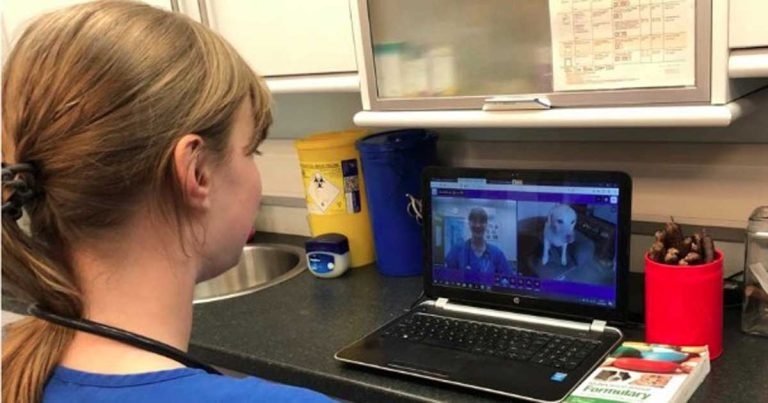 Veterinary telemedicine: benefits, pitfalls and options for practices