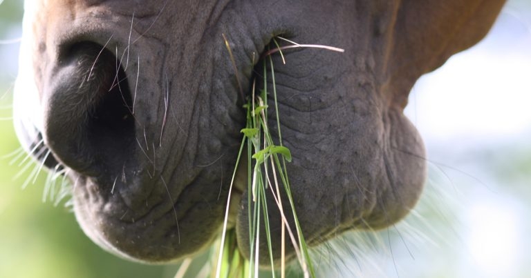 Equine digestion product launches in UK