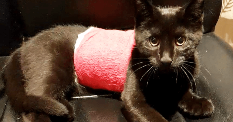 Surgeons save life of poorly Peanut