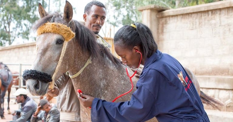 SPANA highlights equid care inequality