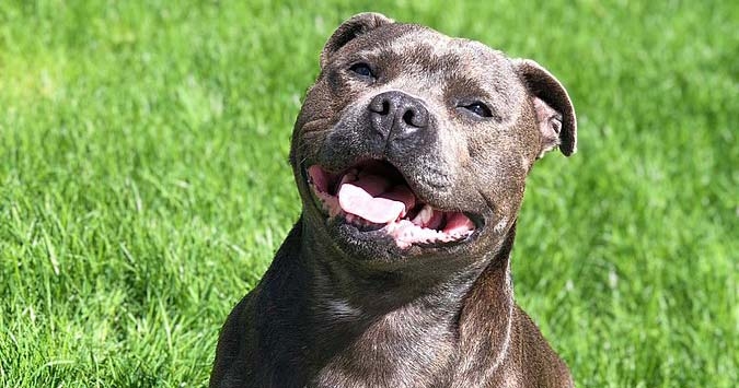 Staffie study questions breed’s tough image