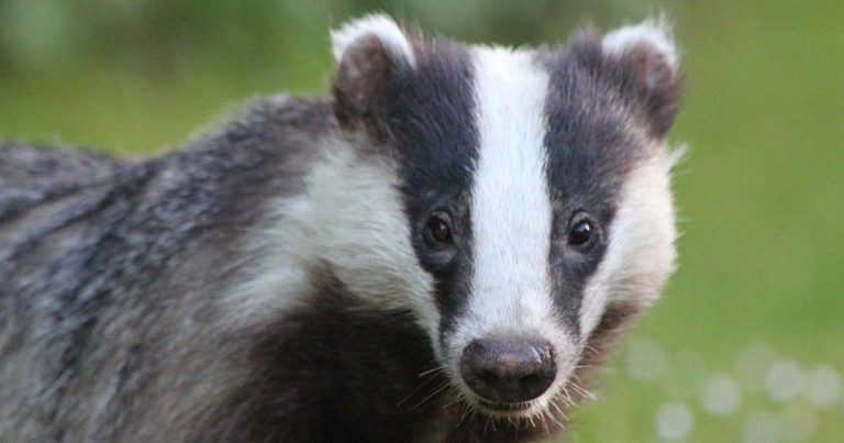 bTB experts challenge CVO on UK’s badger cull
