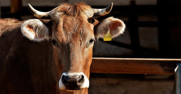 Interesting farm animal cases from the laboratory: July 2020