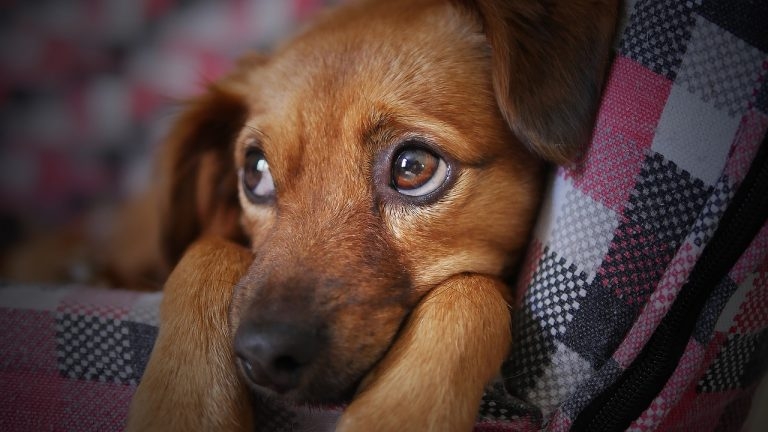 Anxiety training course to raise charity funds
