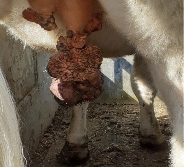 Interesting farm animal cases from the laboratory: August 2020