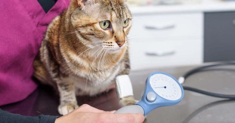 Finger on the pulse – keeping on top of hypertension